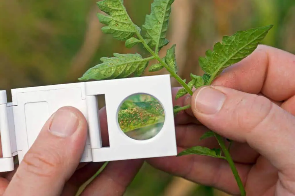 Crop inspection, spider mites viewed through magnifying lens