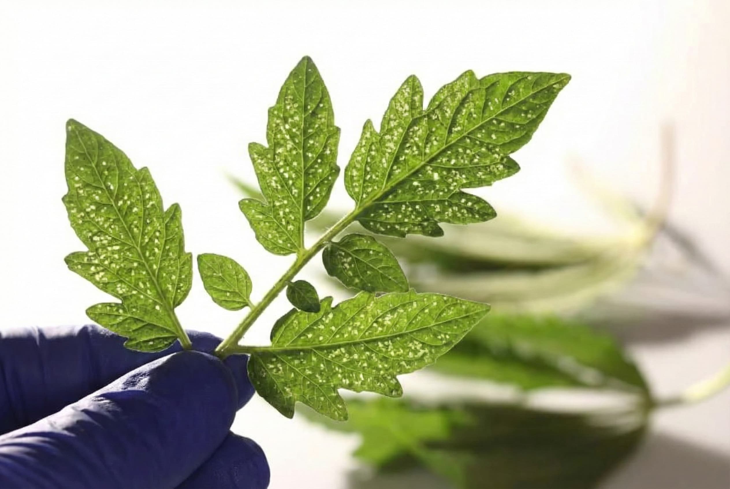 Holes in leaves created by feeding spider mites