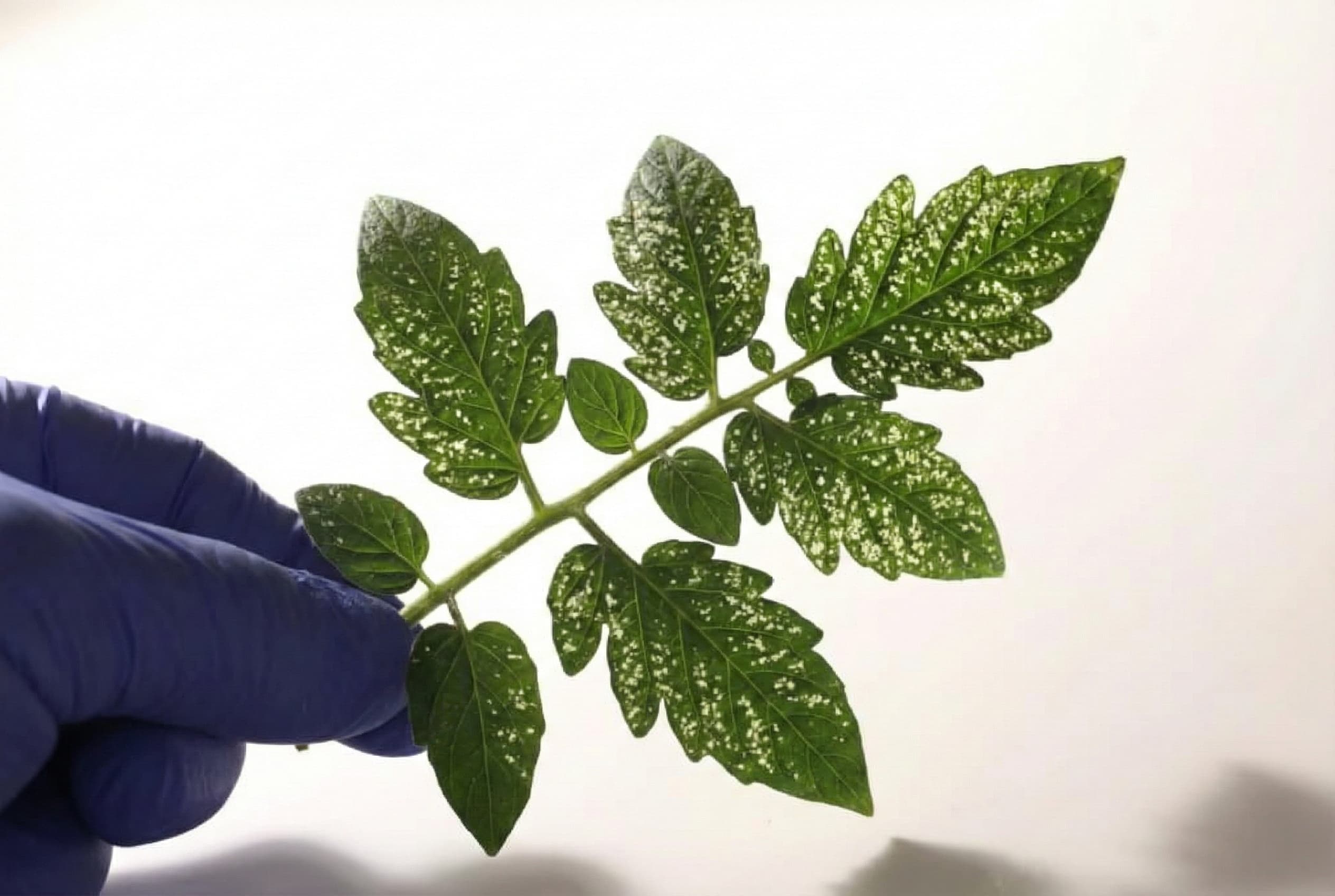 Fine spider mite webbing covering an infested plant