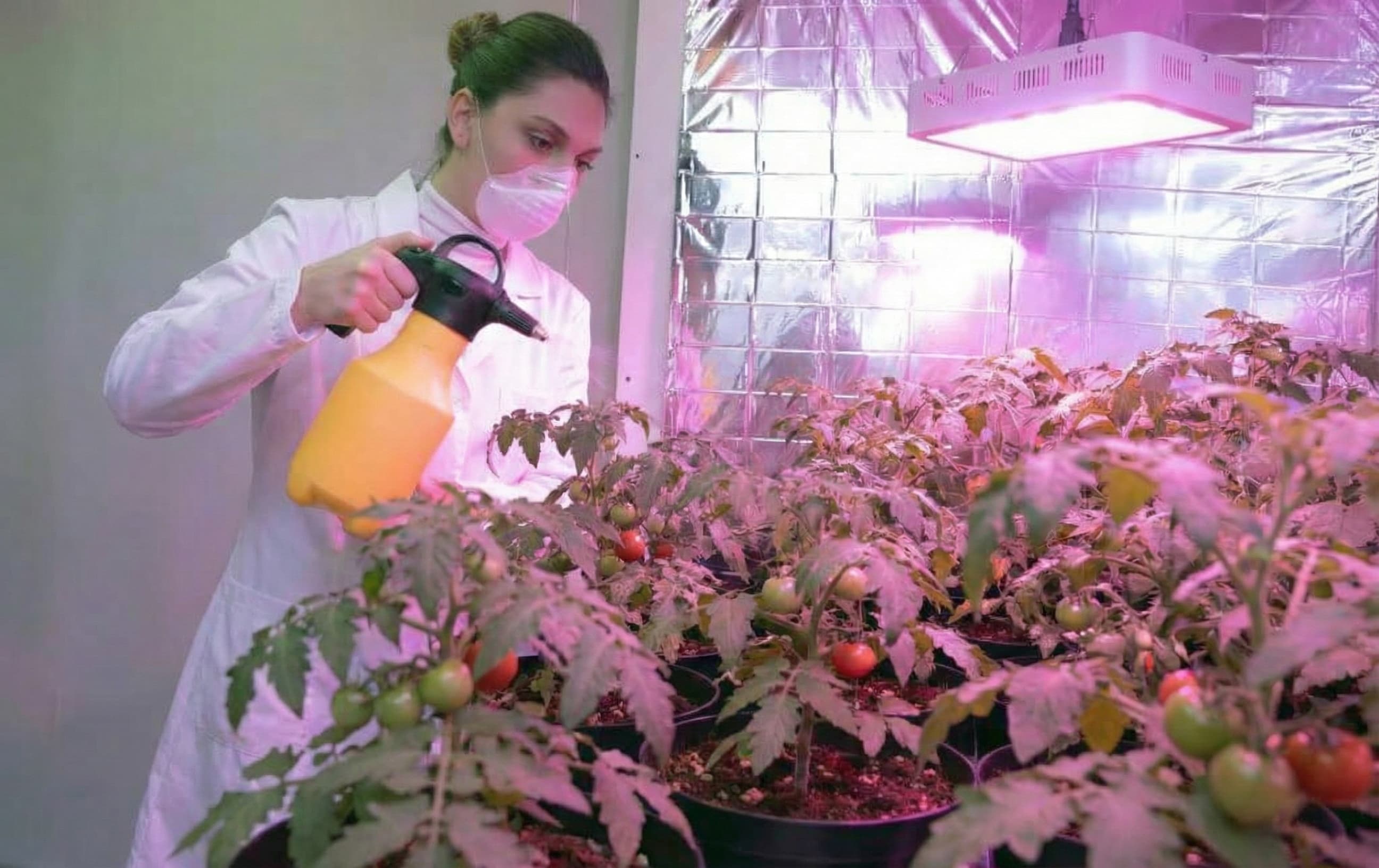 Woman spraying tomato plants in indoor grow