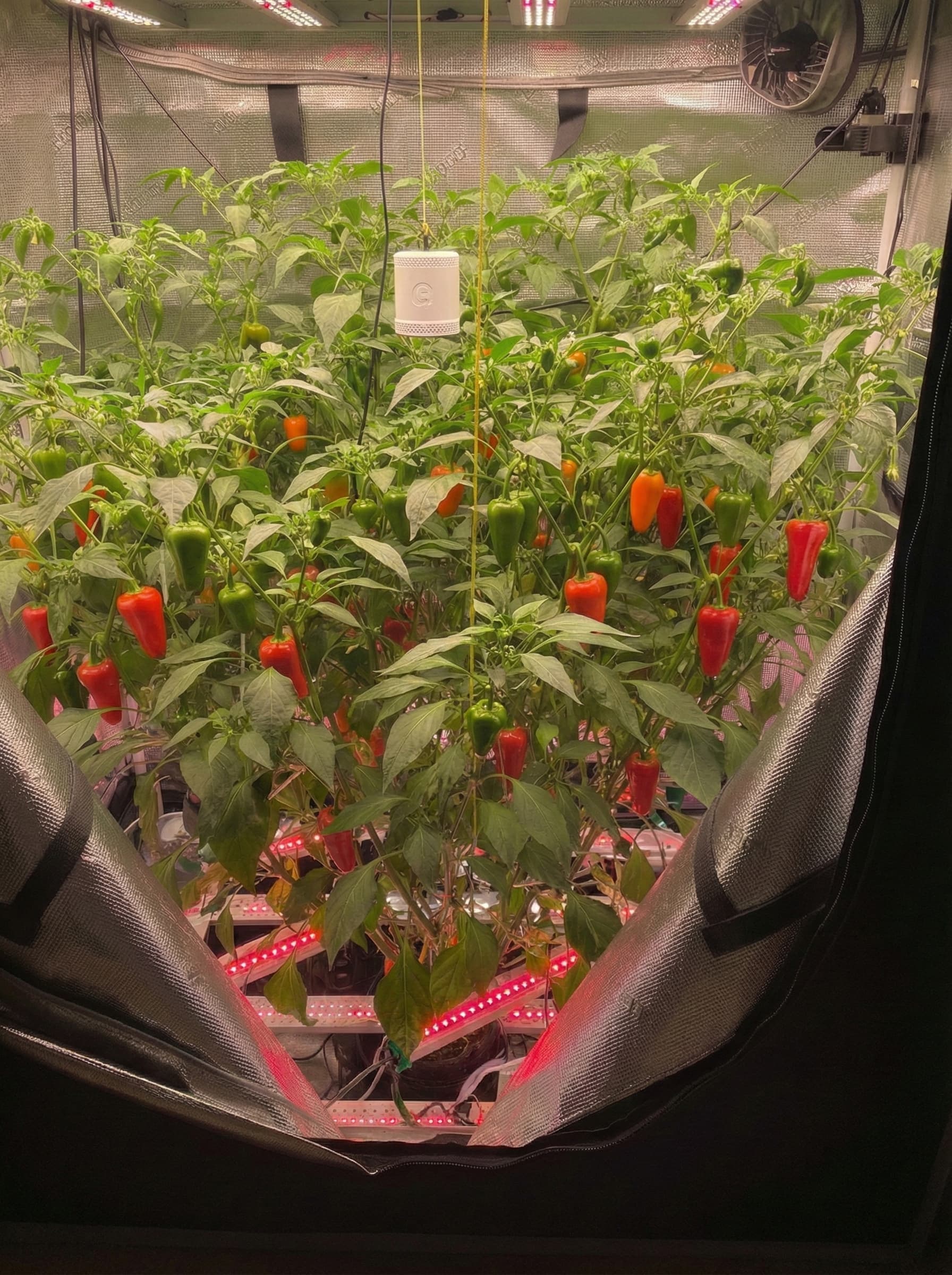 hobby grower case study photo