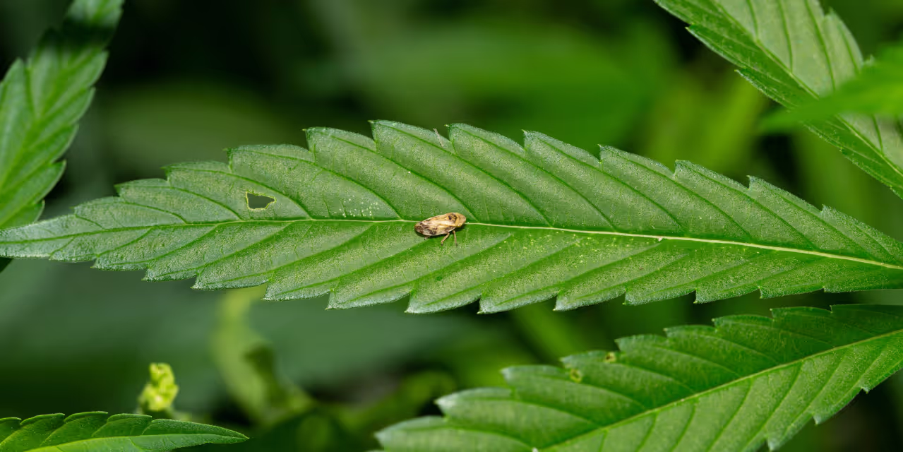 Leafhoppers feed on cannabis leaves hero
