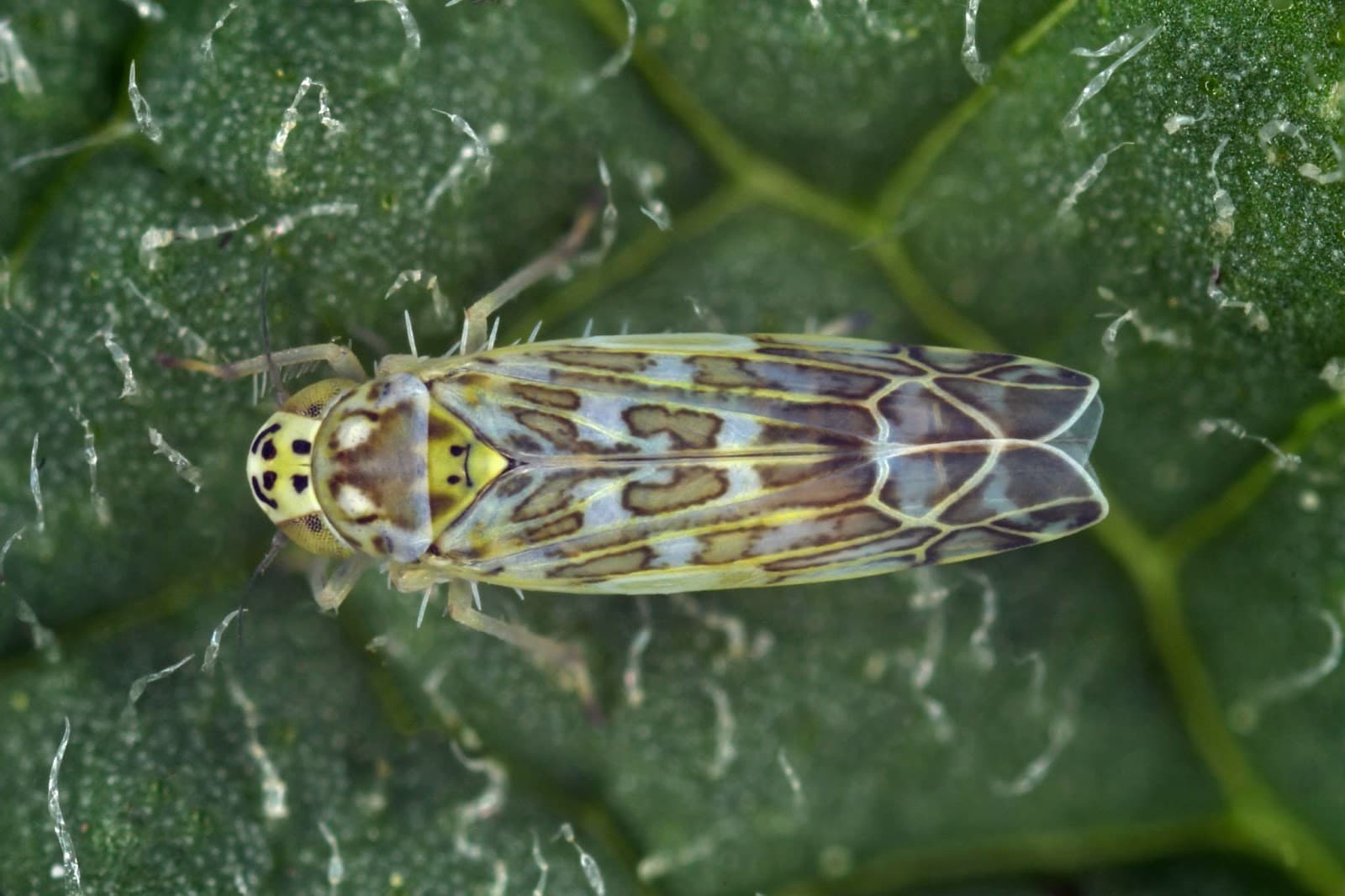 sage and ligurian leafhoppers