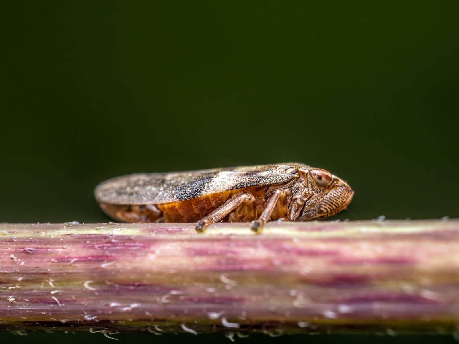 Closeup of a leaf hopper