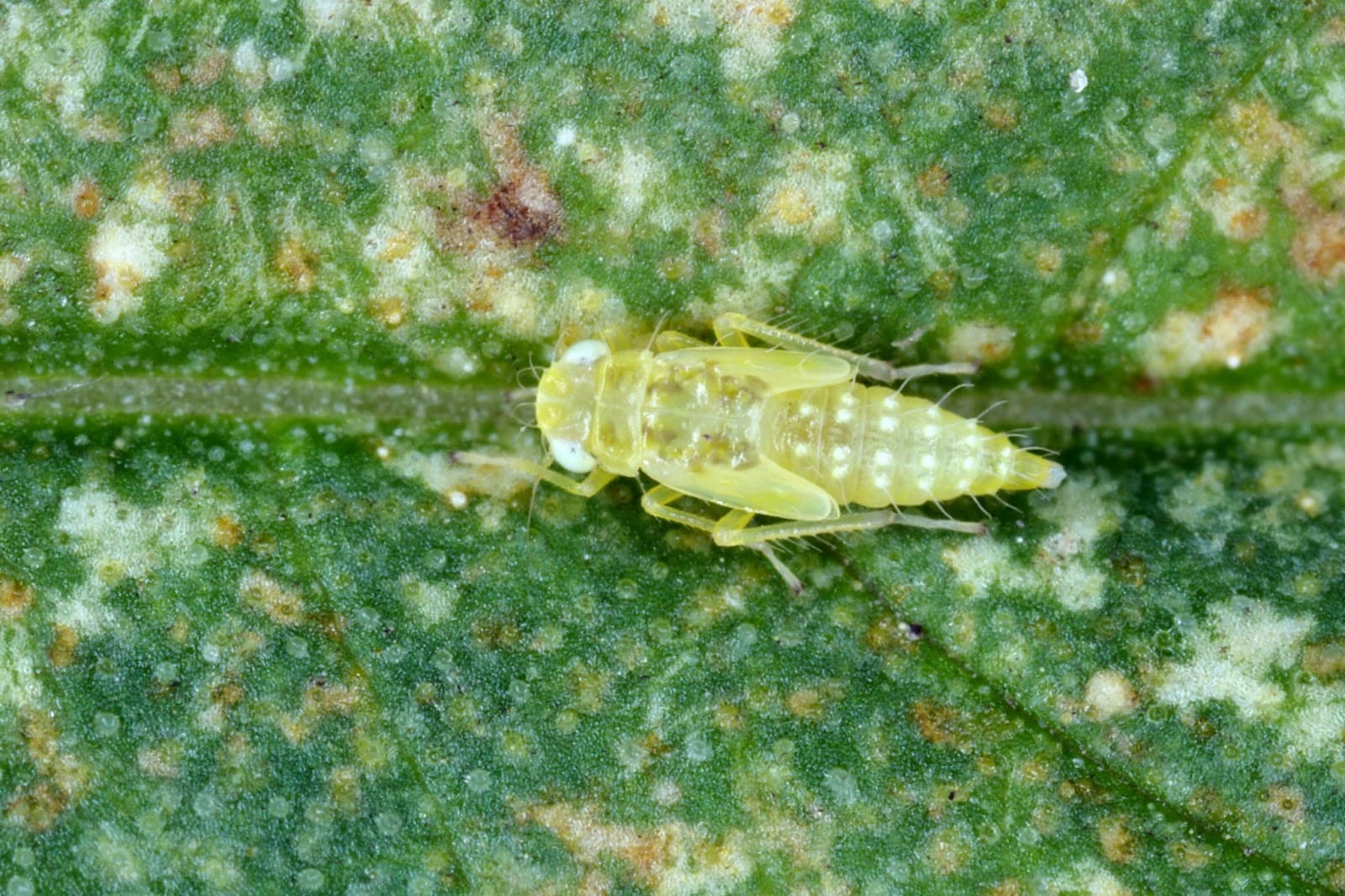 Nymph, larva of leafhopper on a damaged cannabis leaf