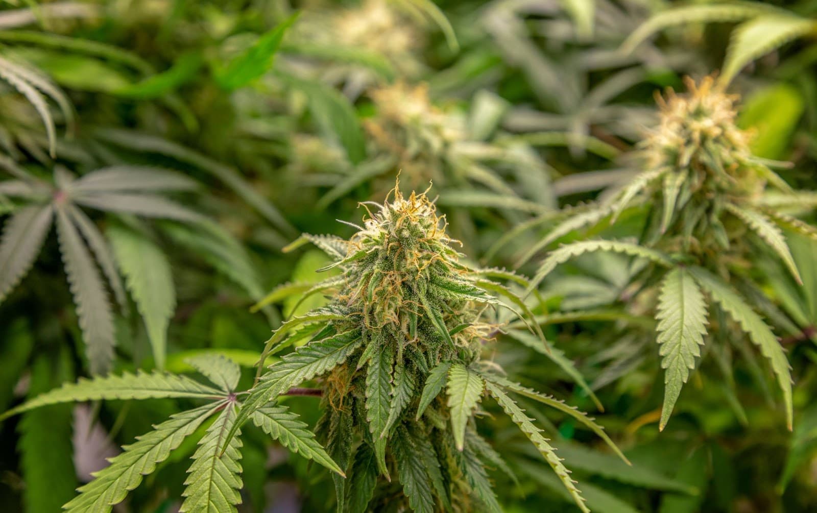 Cannabis plants rich in terpenes