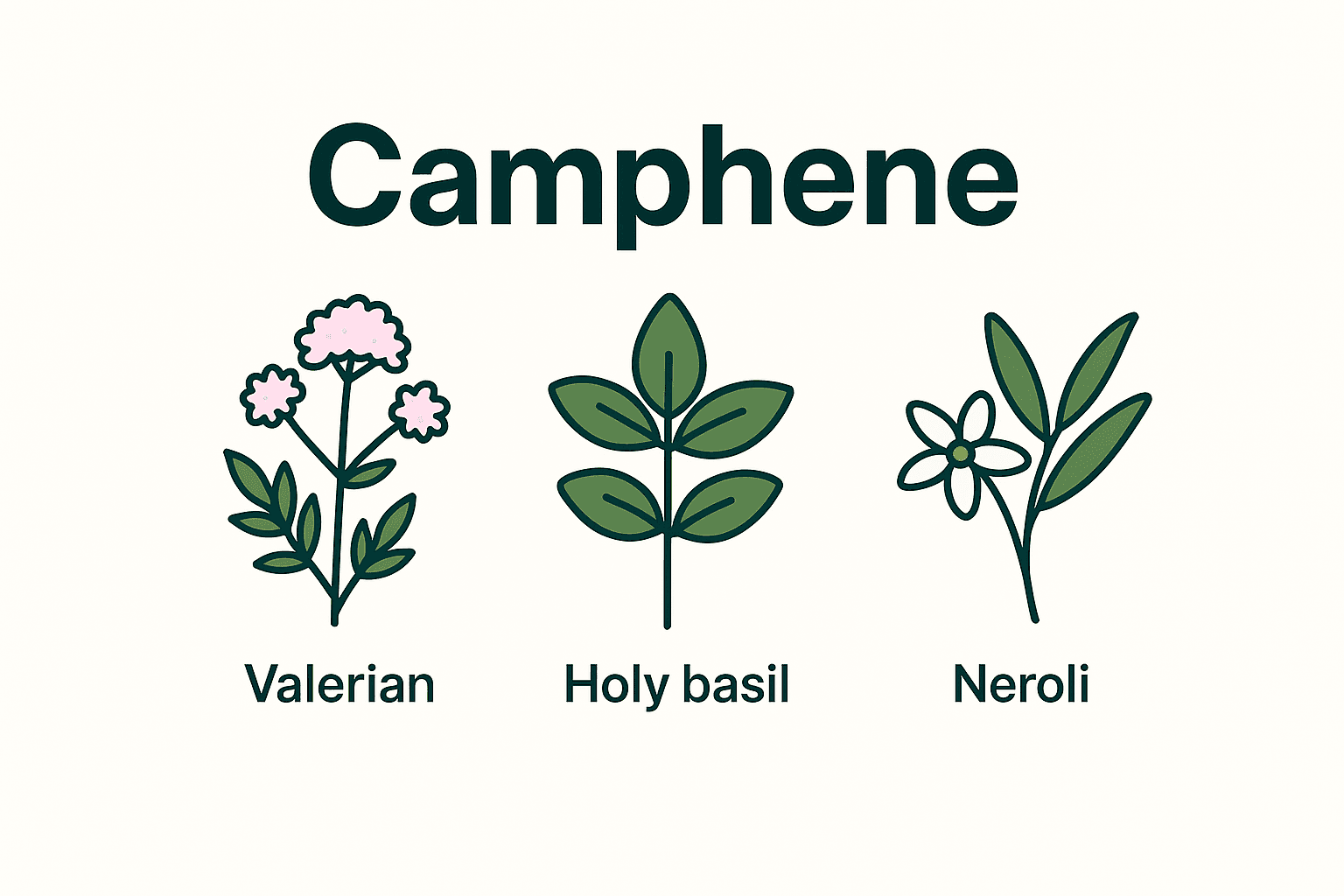 Camphene terpene aromatics illustration