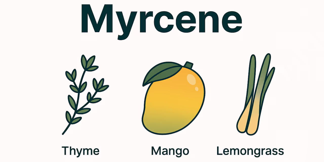Myrcene terpene aromatics illustration