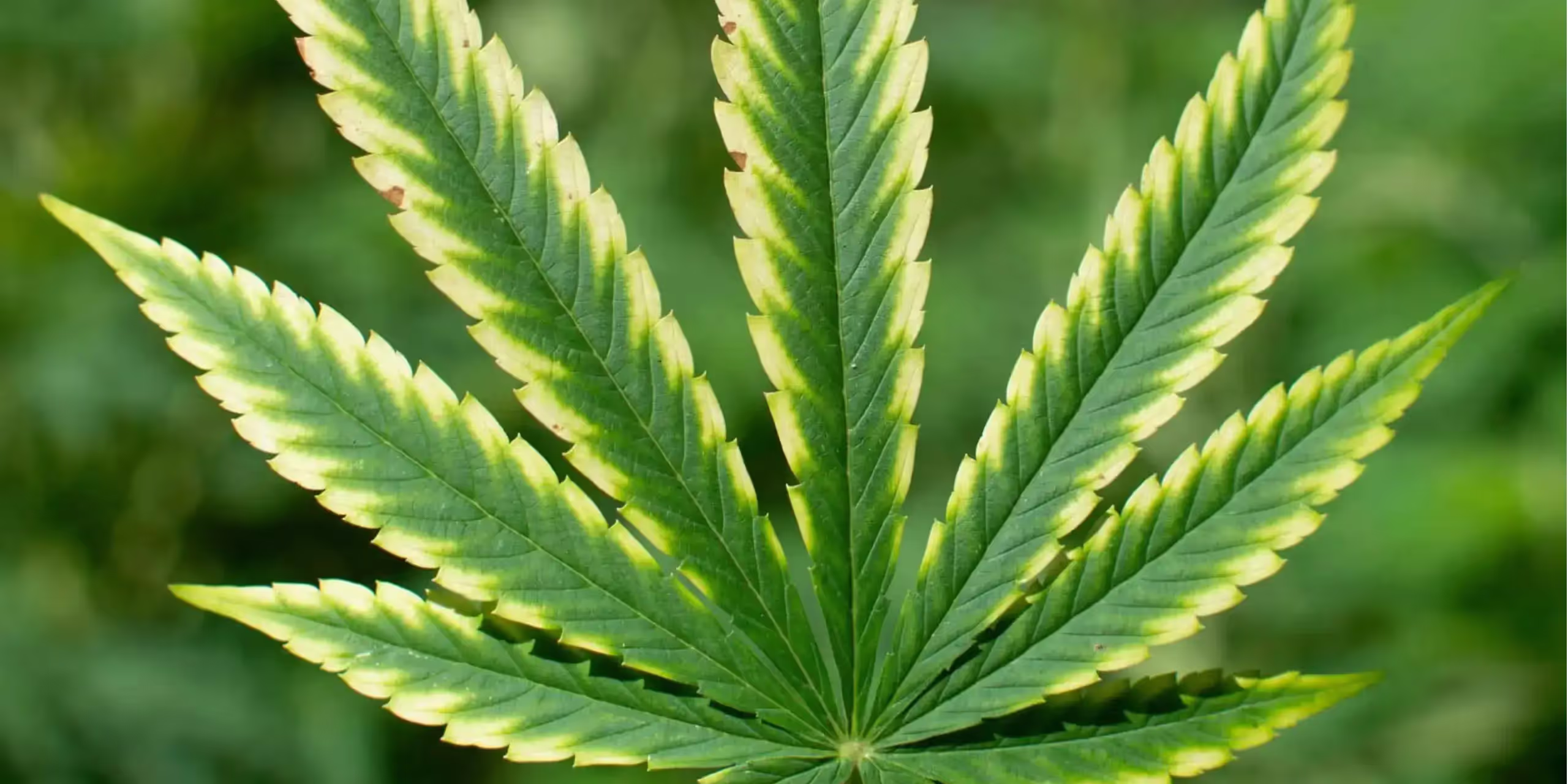 Cannabis leaf showing a magnesium deficiency