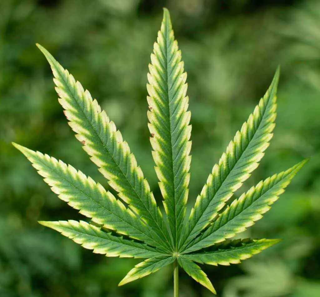 cannabis leaf with a magnesium deficiency
