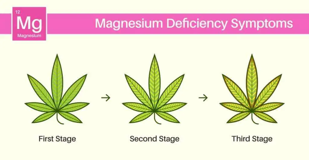 infographic showing the three stages of magnesium deficiency on a cannabis leaf.