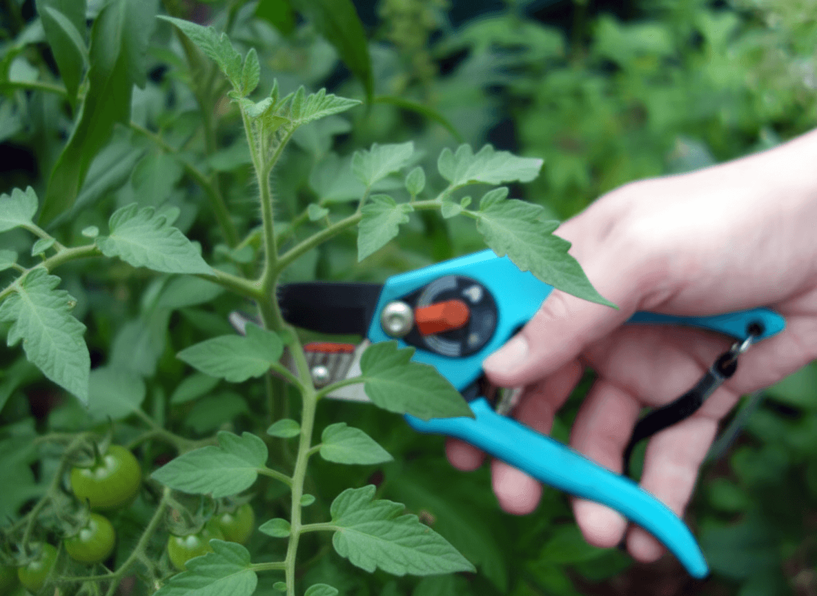 Topping a tomato plant