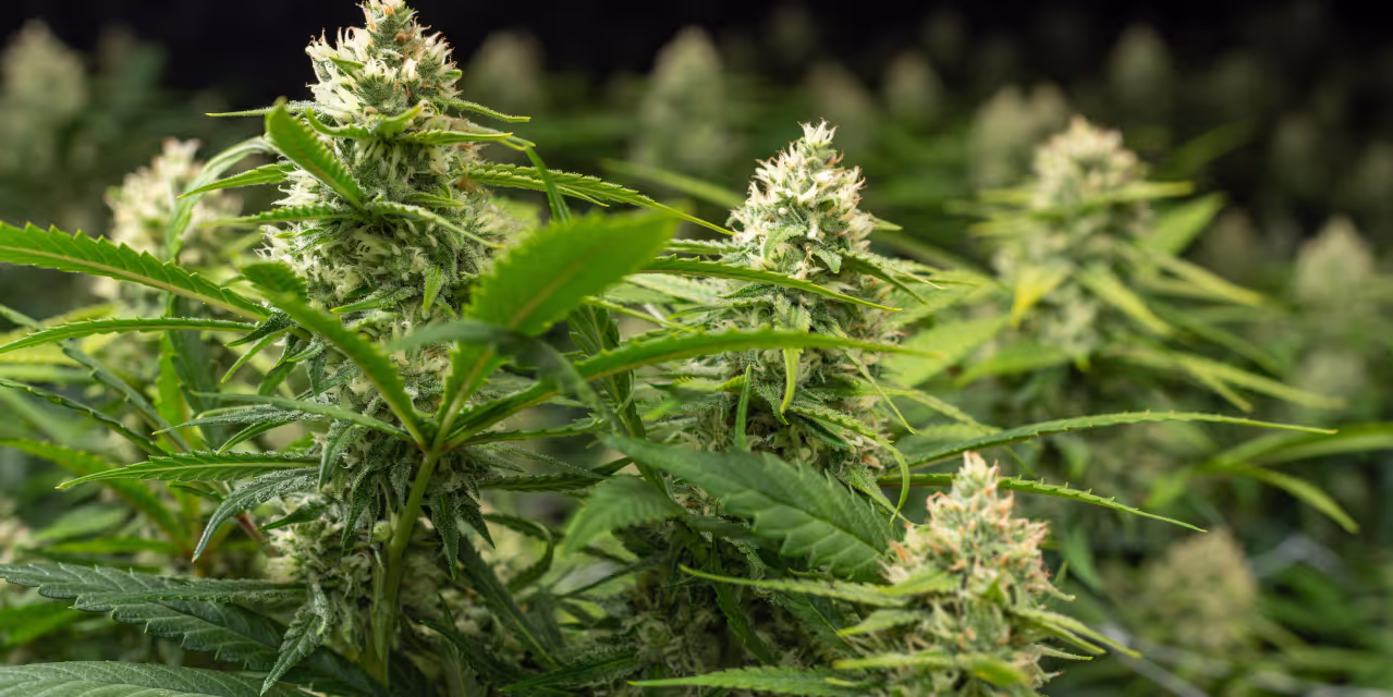 A grow room full of different cannabis phenos.