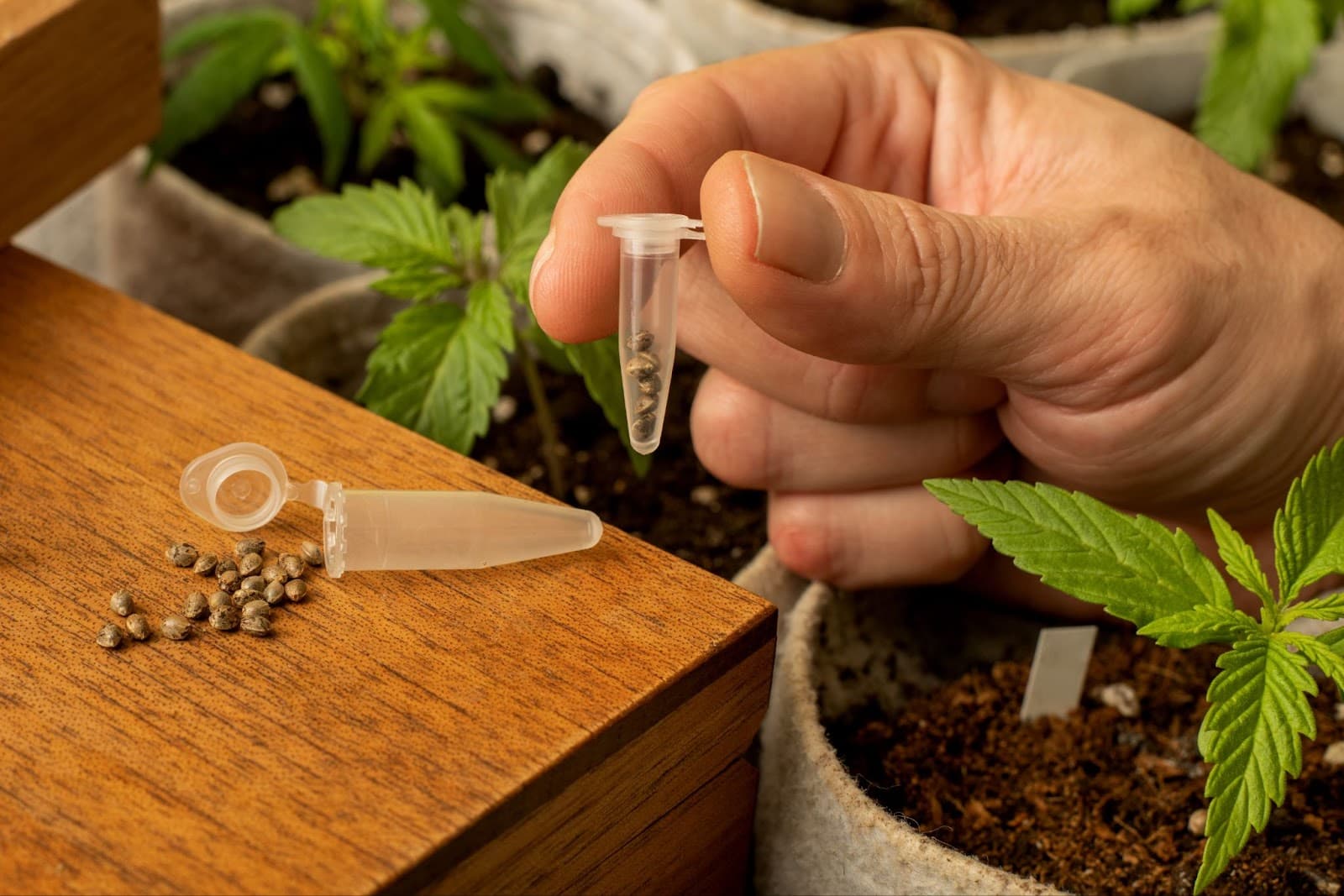 A collection of cannabis seeds that will become different phenos when grown.