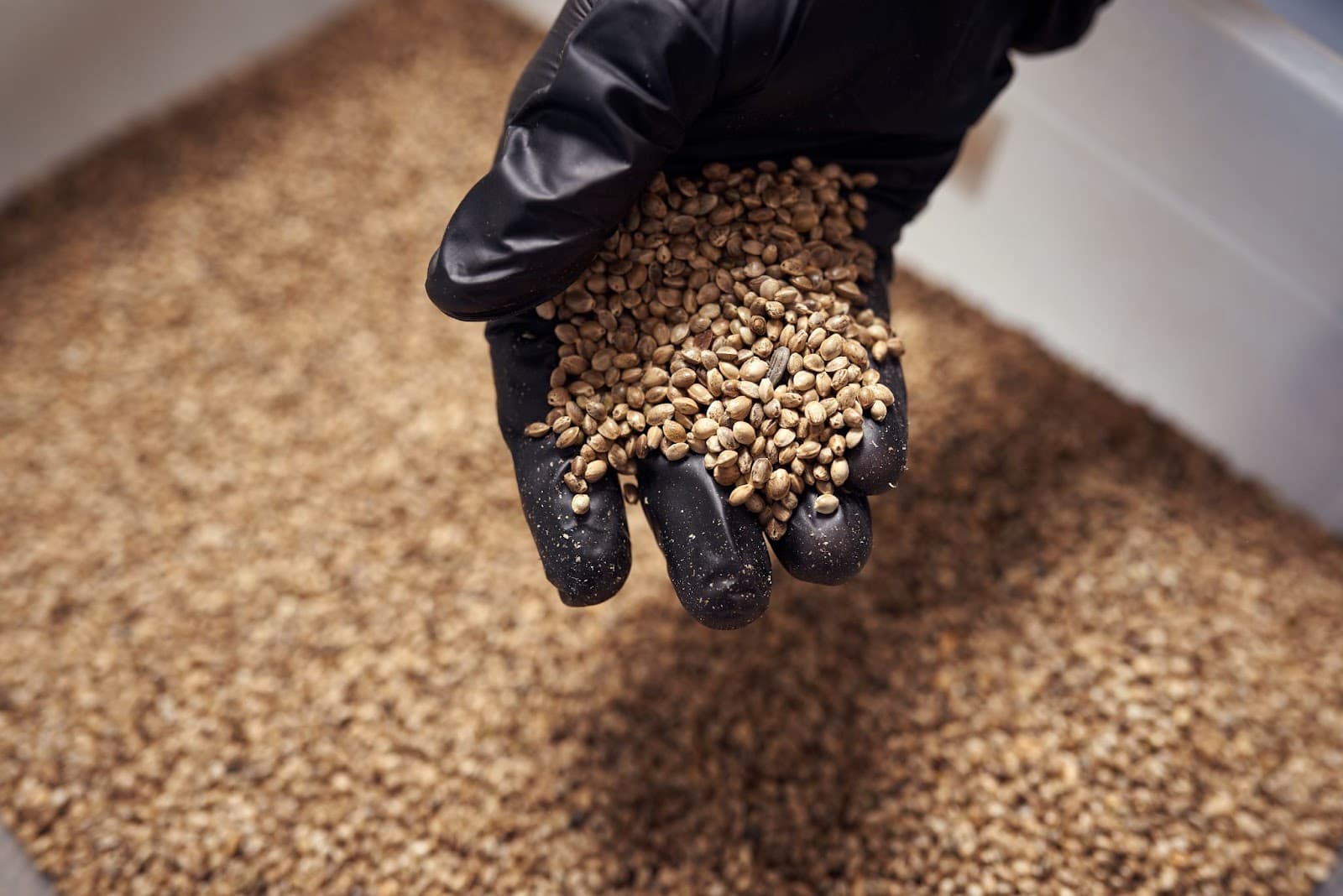 A grower holding hundreds of cannabis seeds all will become different pheons when grown.
