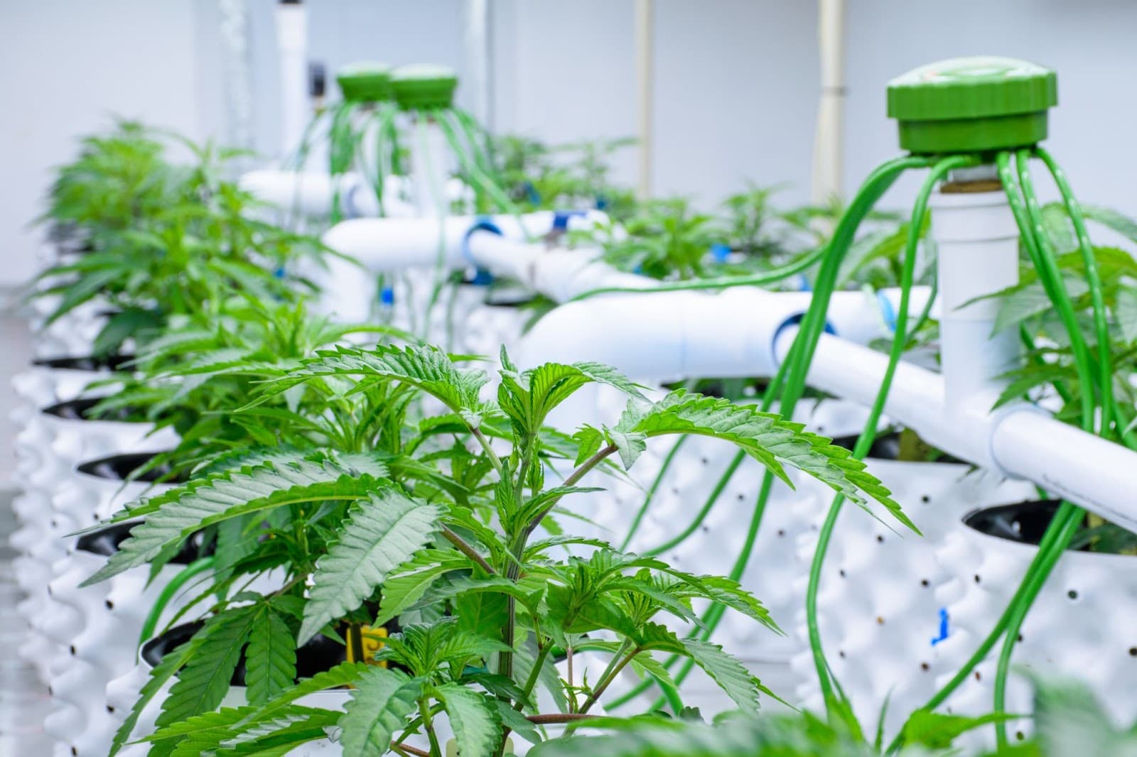A grower growing different phenos in his cannabis garden.