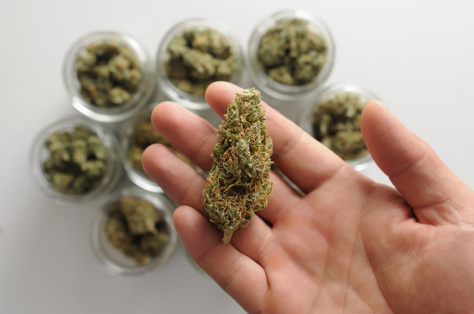 A grower holding a cannabis bud from 1 pheno.