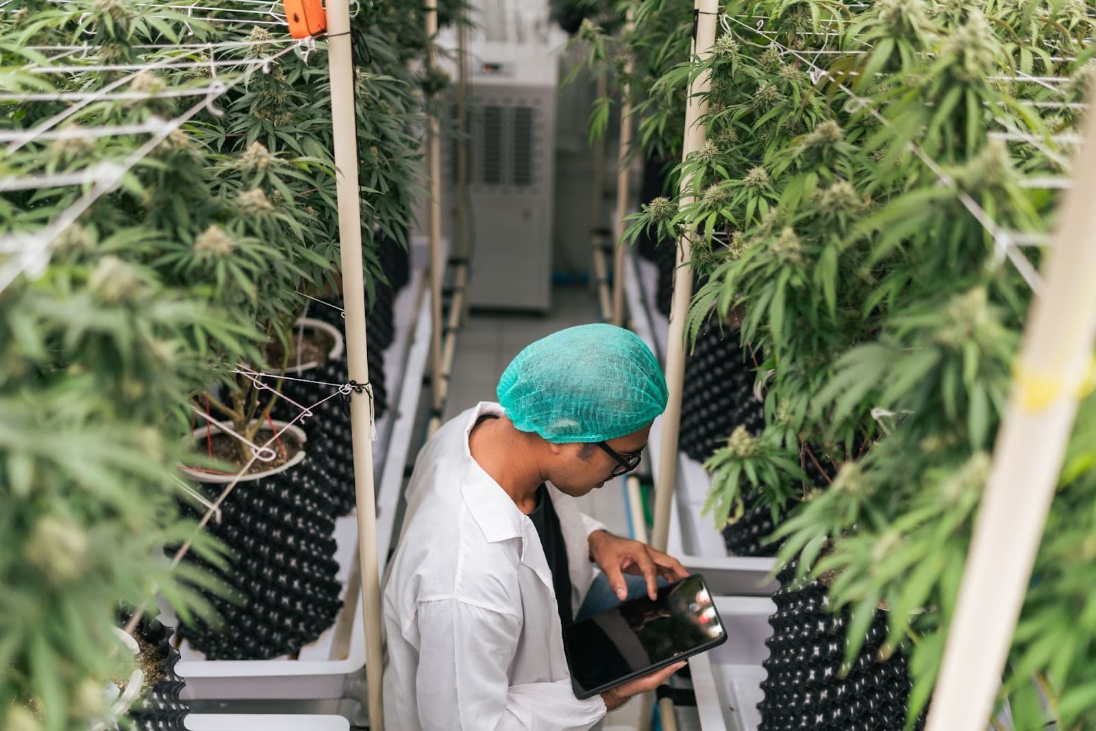 A grower checking his cannabis phenos in his indoor garden.