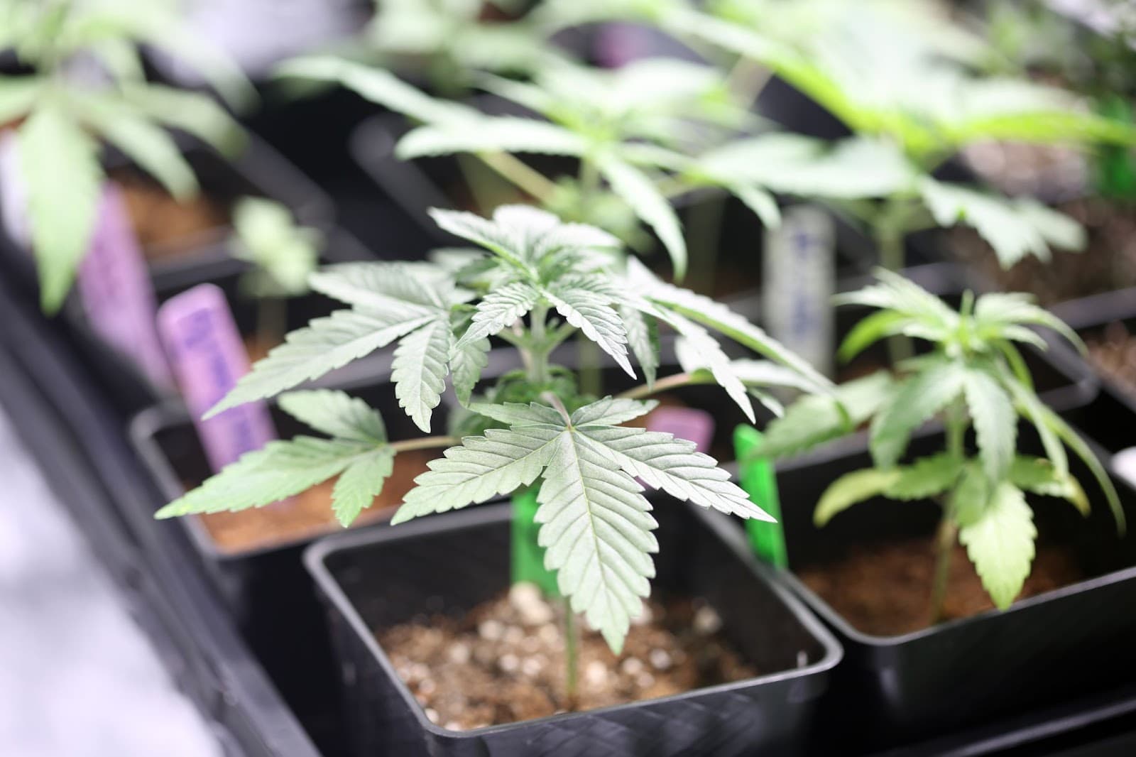 A collection of young cannabis phenos in a grow room.