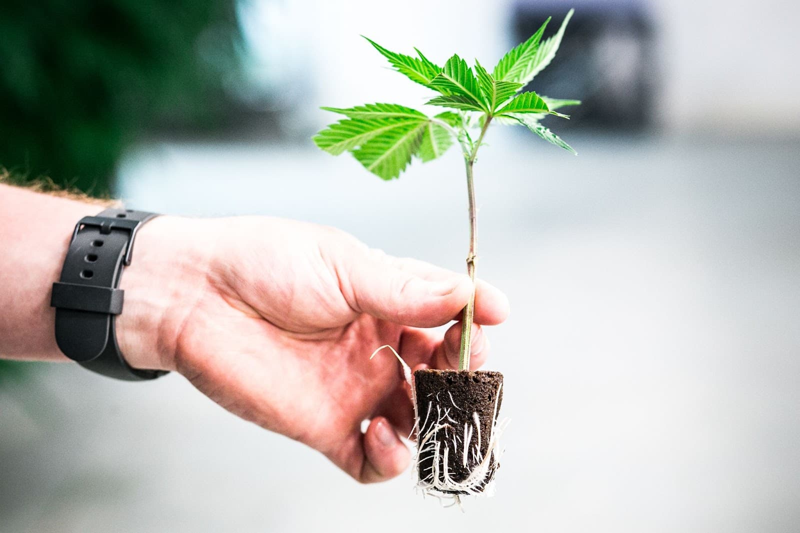 A grower holding a cloned cannabis pheno.