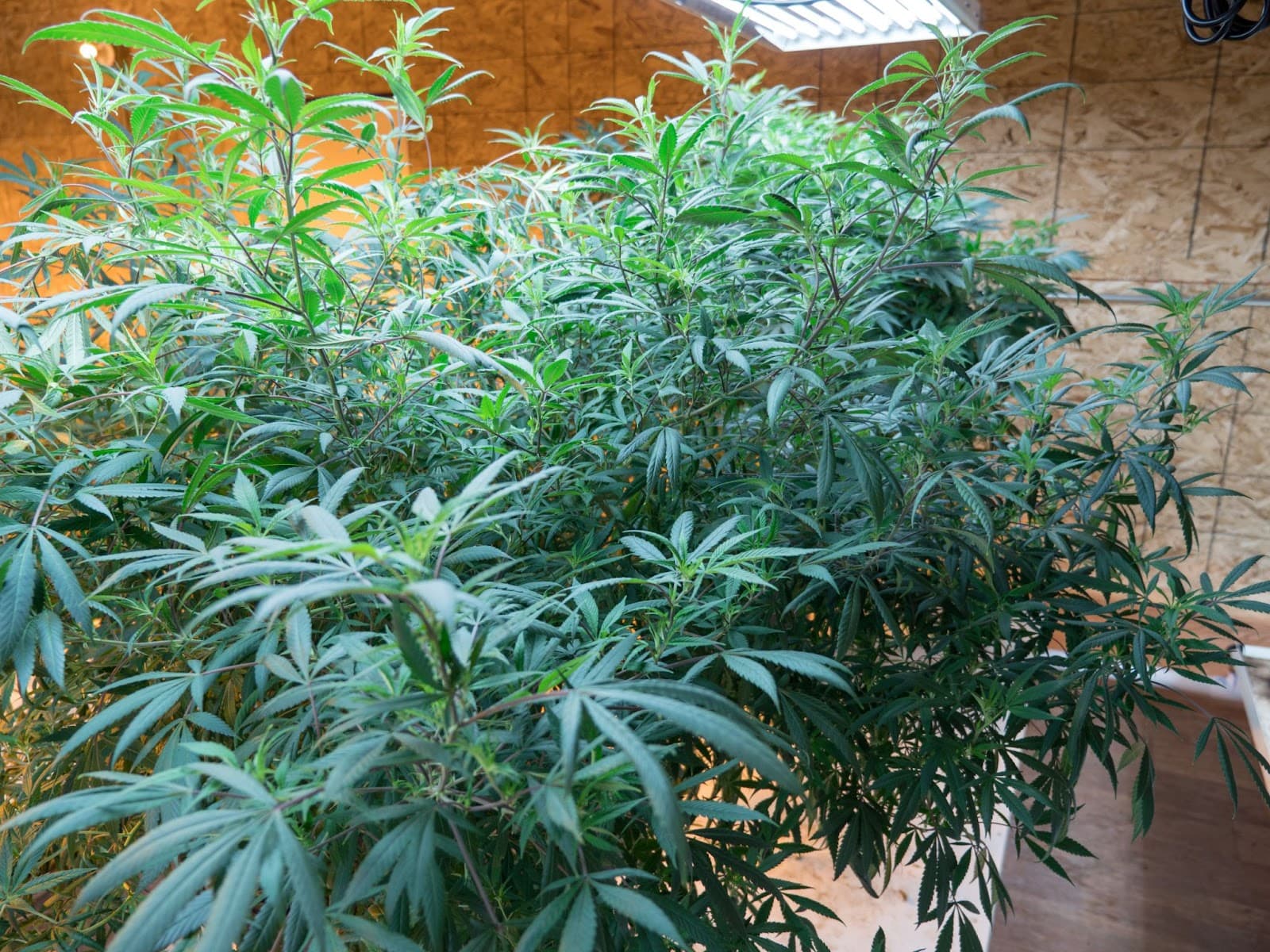 A large mother plant pheno in a indoor grow room.