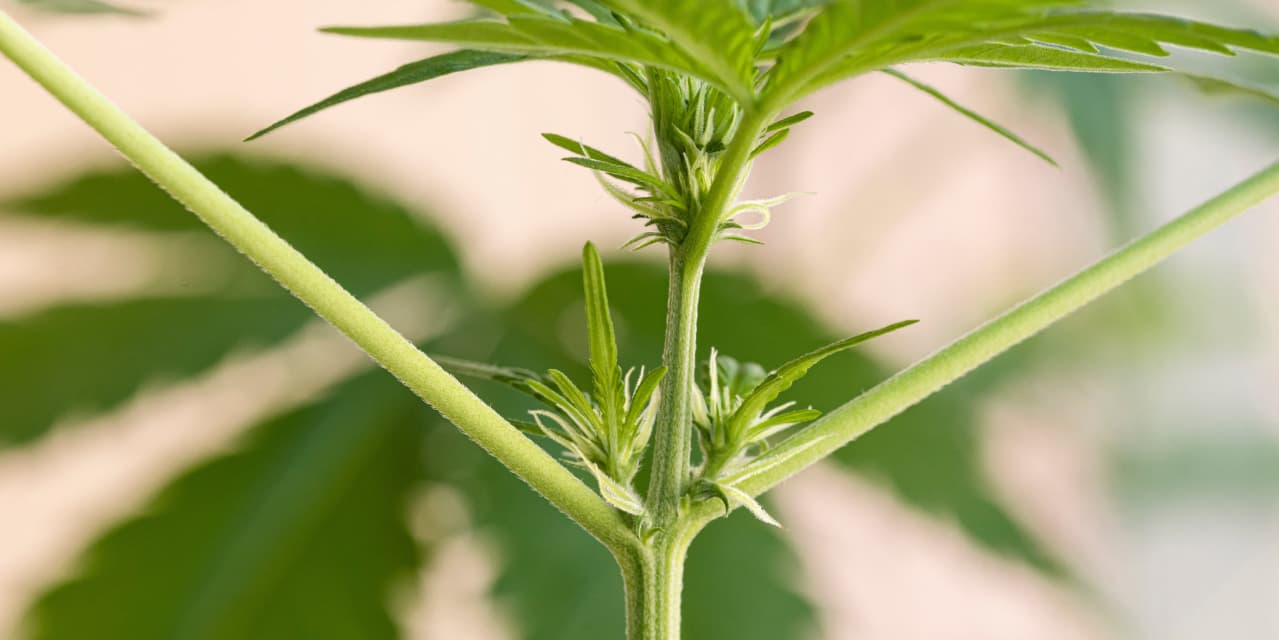 First signs of female pre-flowers Hero