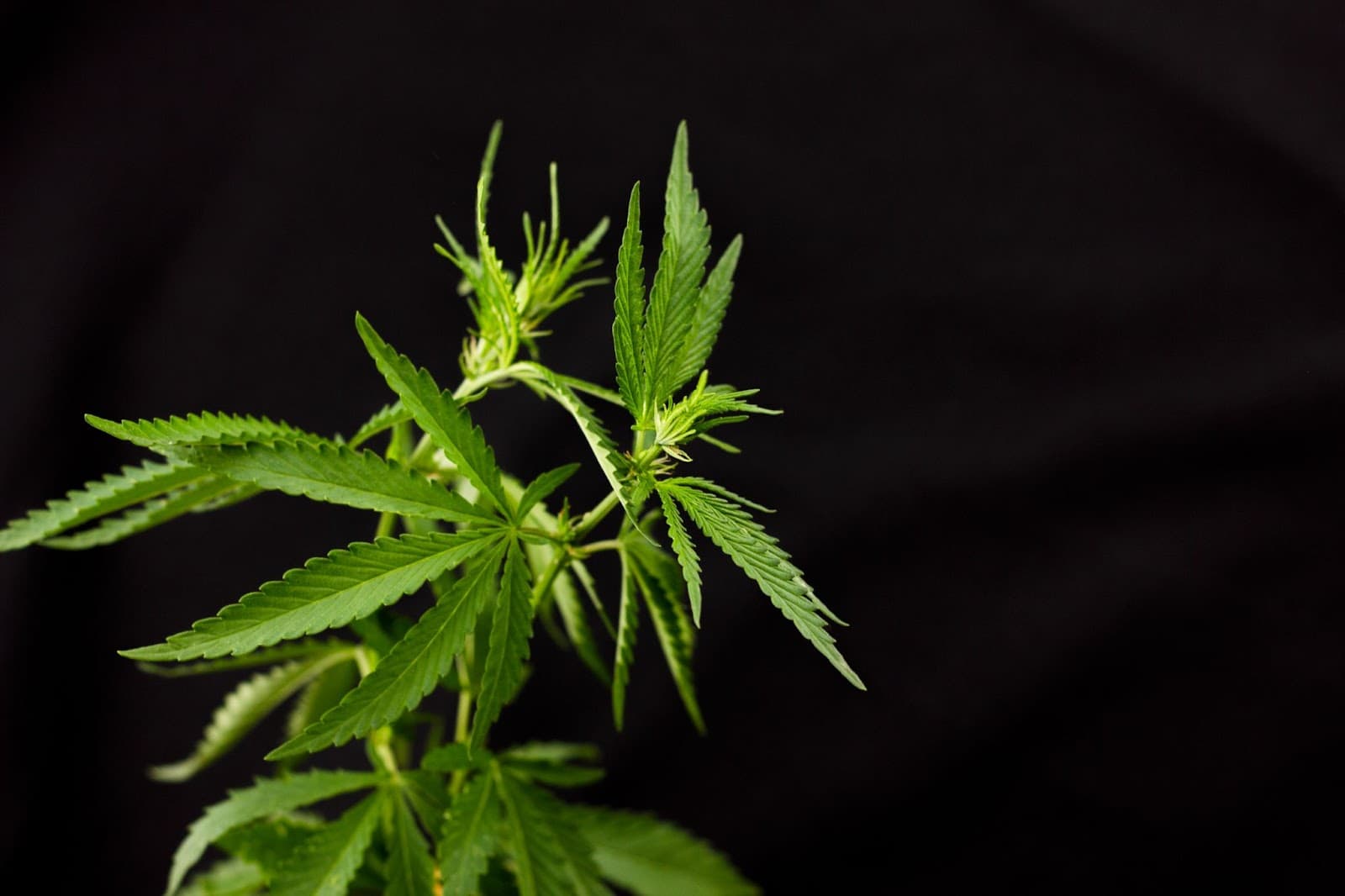 Early signs of a female plant