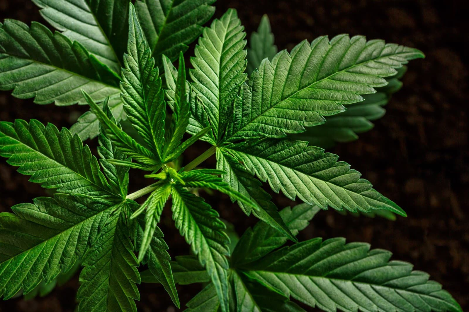 Healthy looking plant