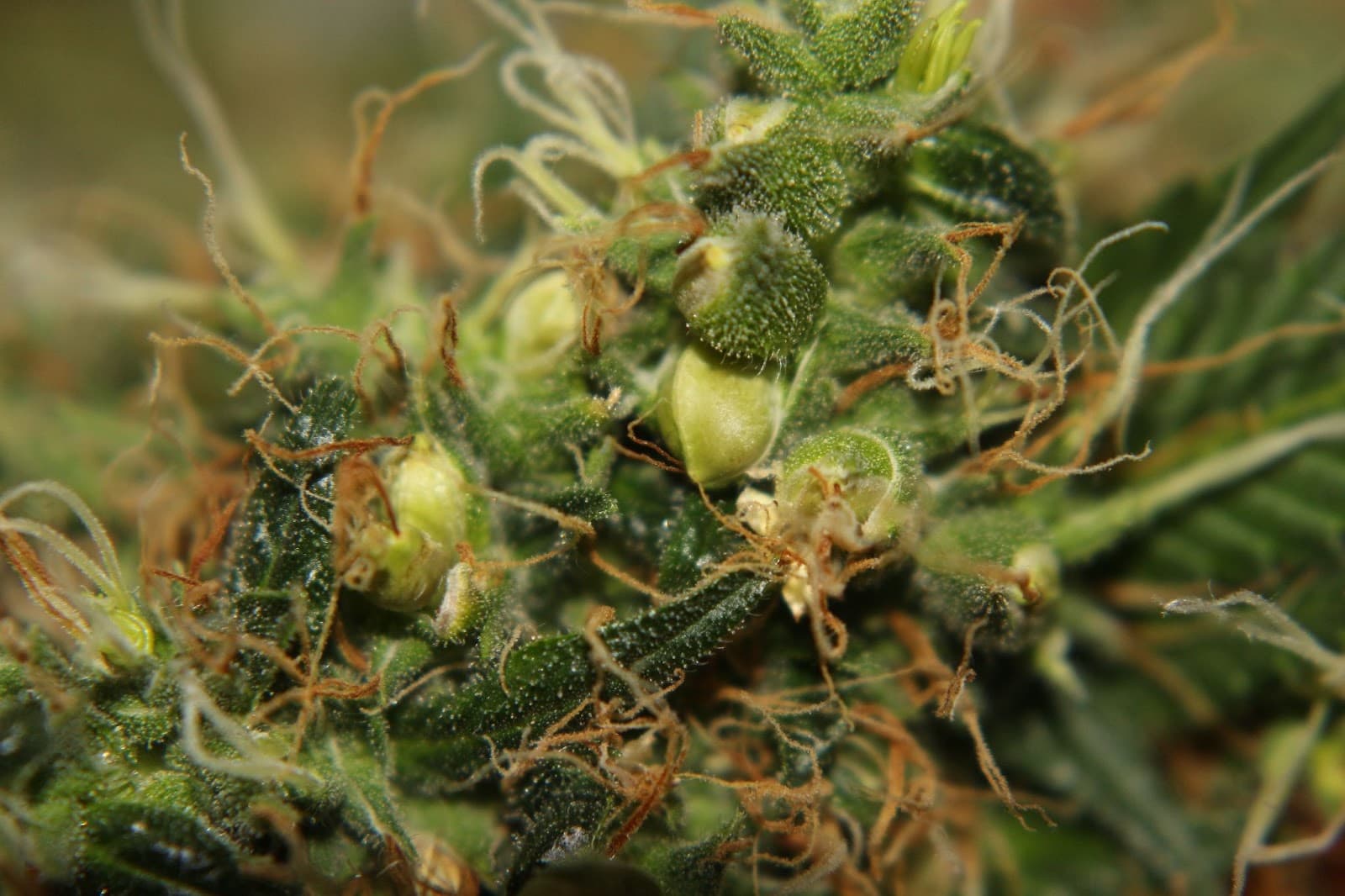 Hermaphrodite plant