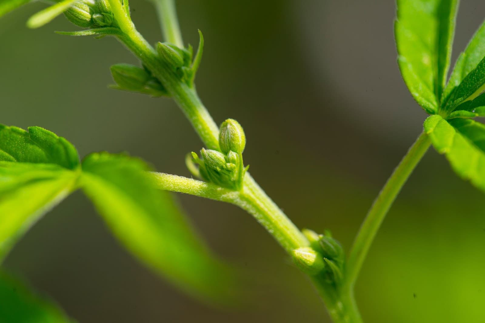 Male pre-flowers