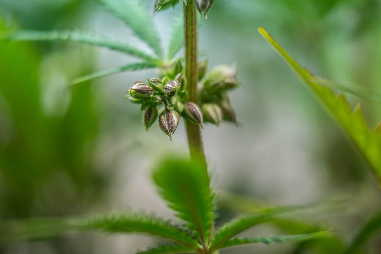 Seeds growing at a plant node