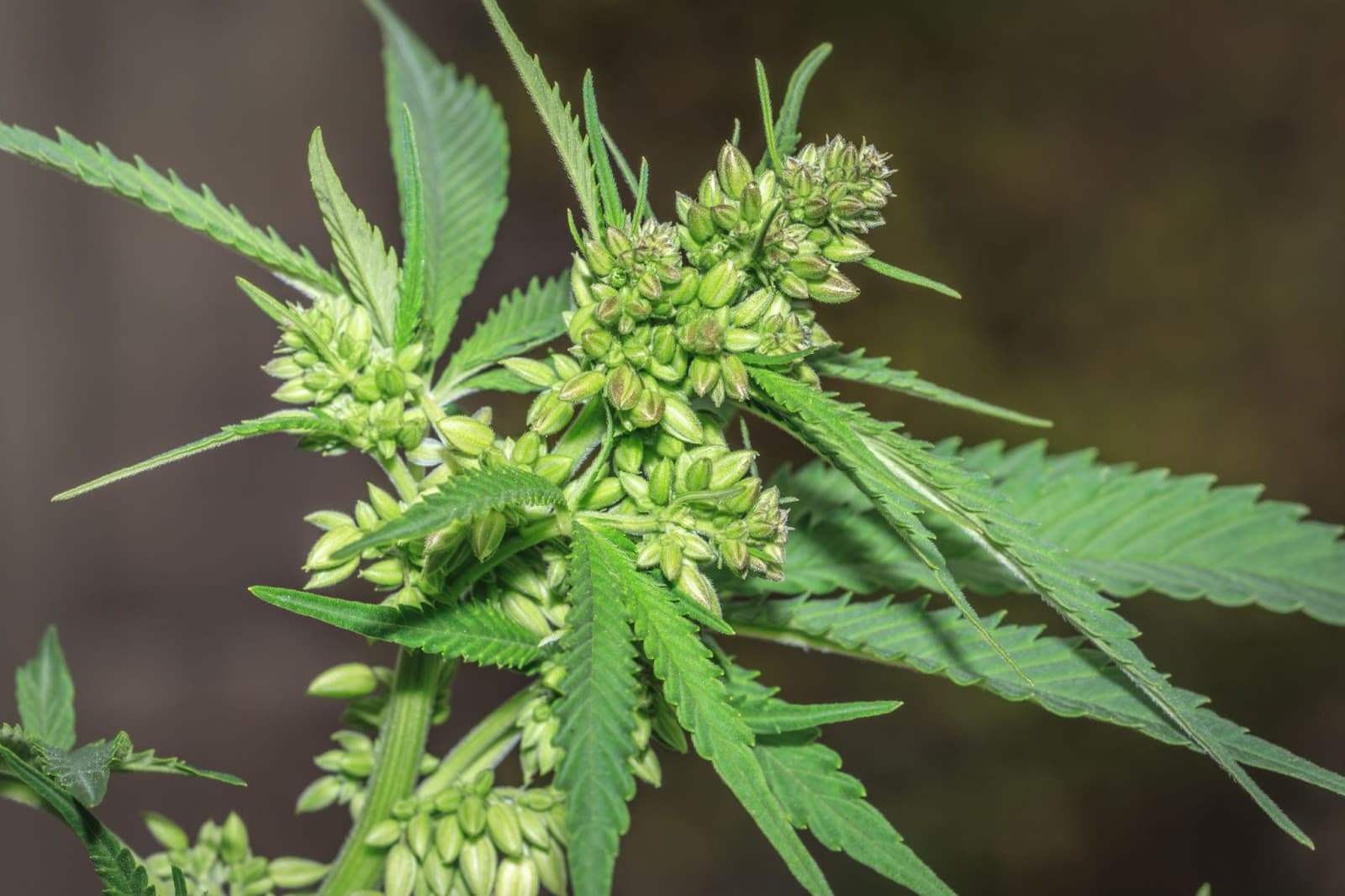 A male plant covered in maturing seeds