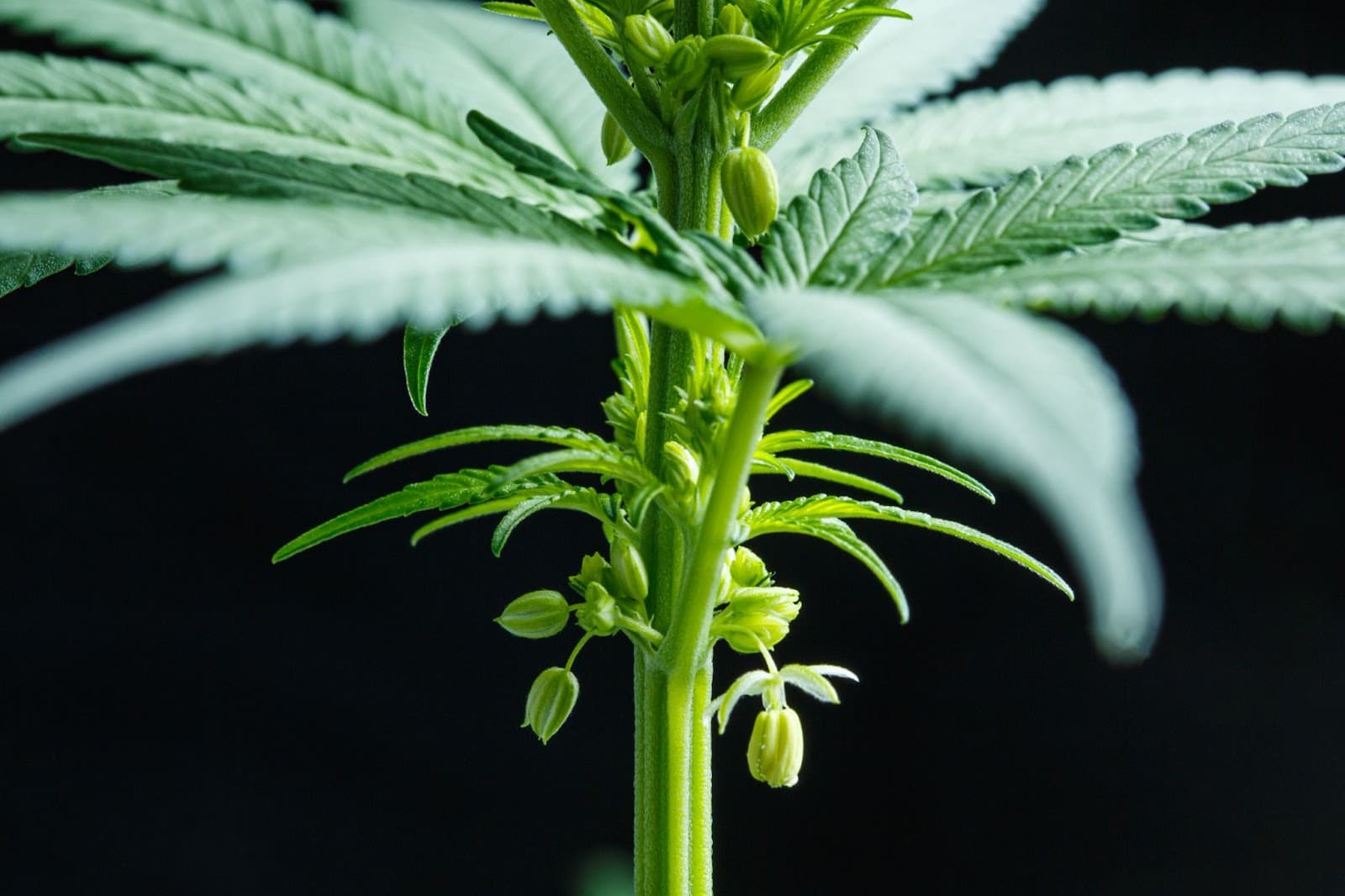 Male marijuana plants