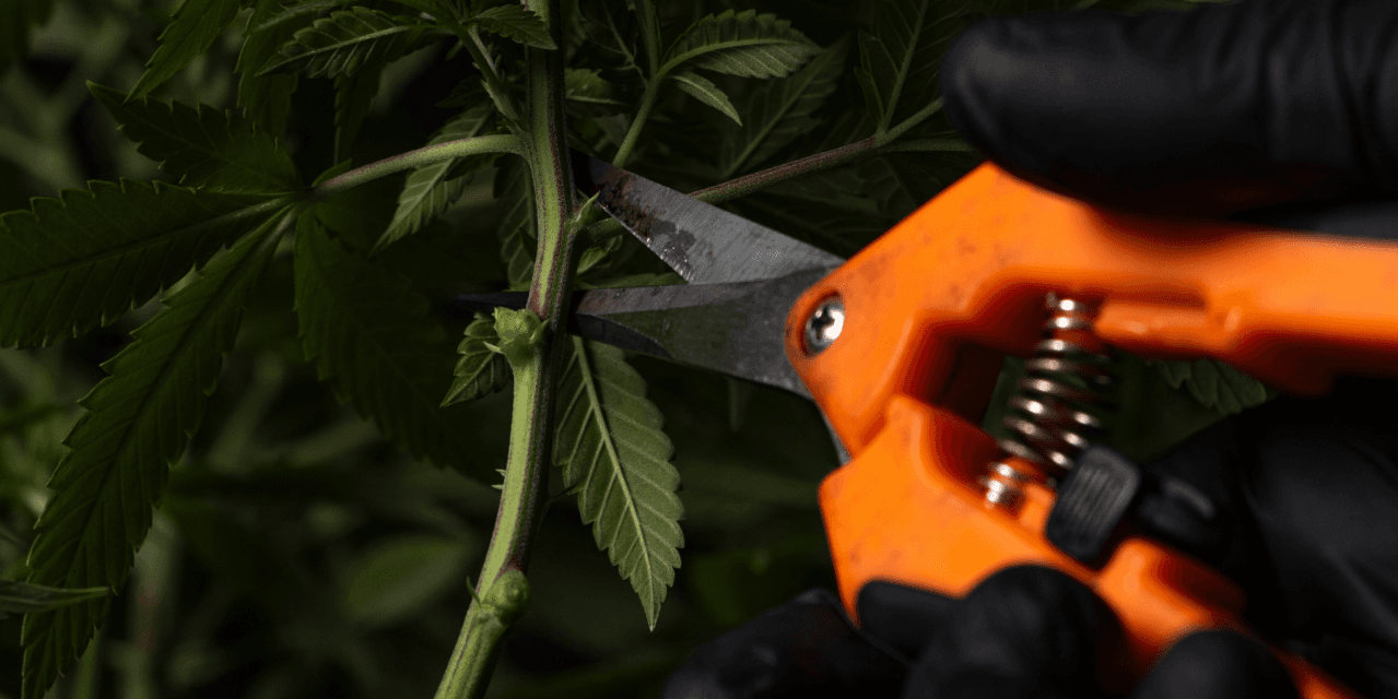 Cannabis plant being pruned
