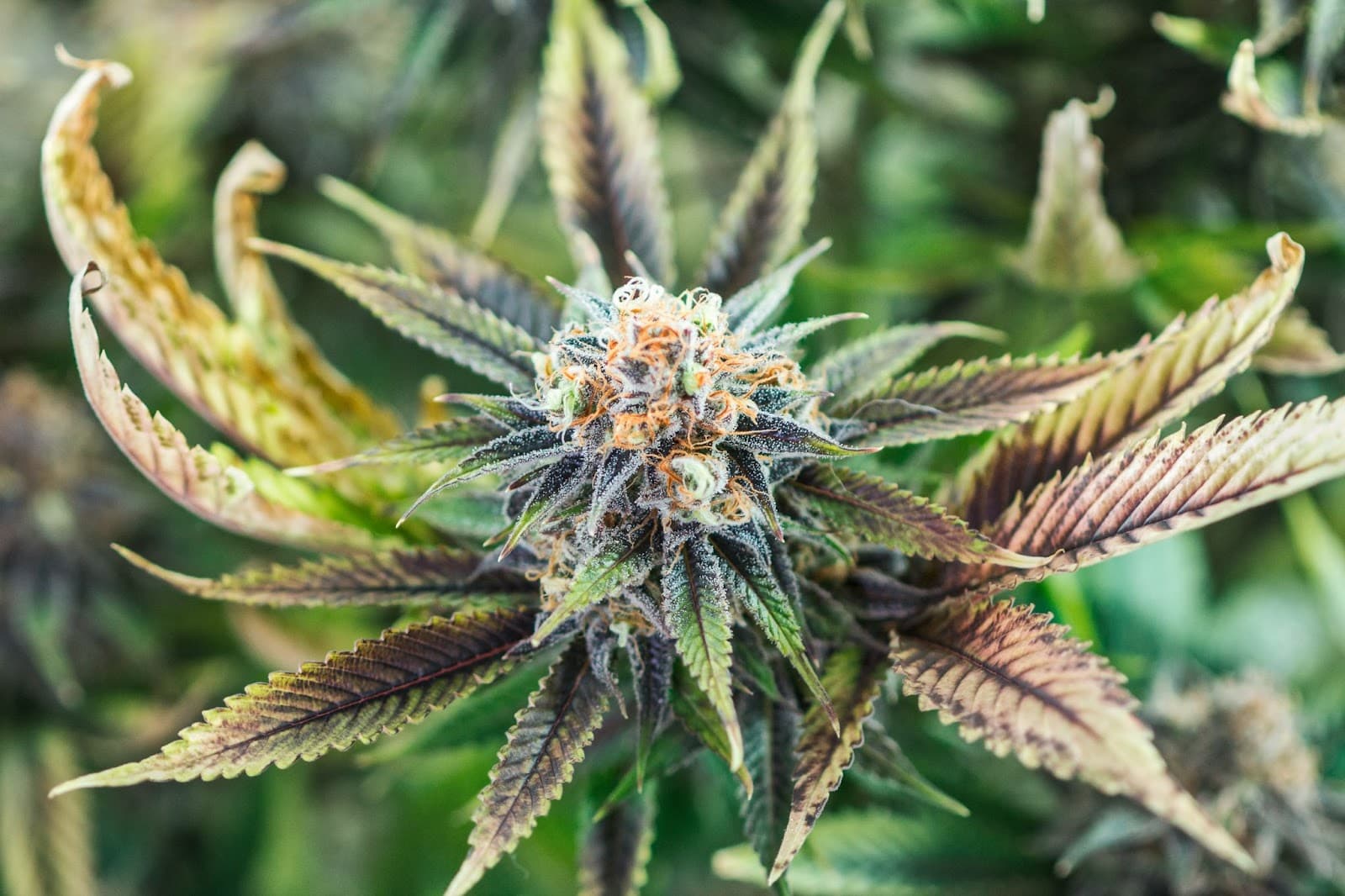 Flavorful buds, sticky resin, and sugar leaves of plants in flowering cycles