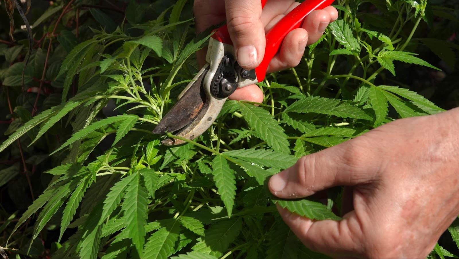 grower cutting off fan leaves that won't turn into sugar leaves