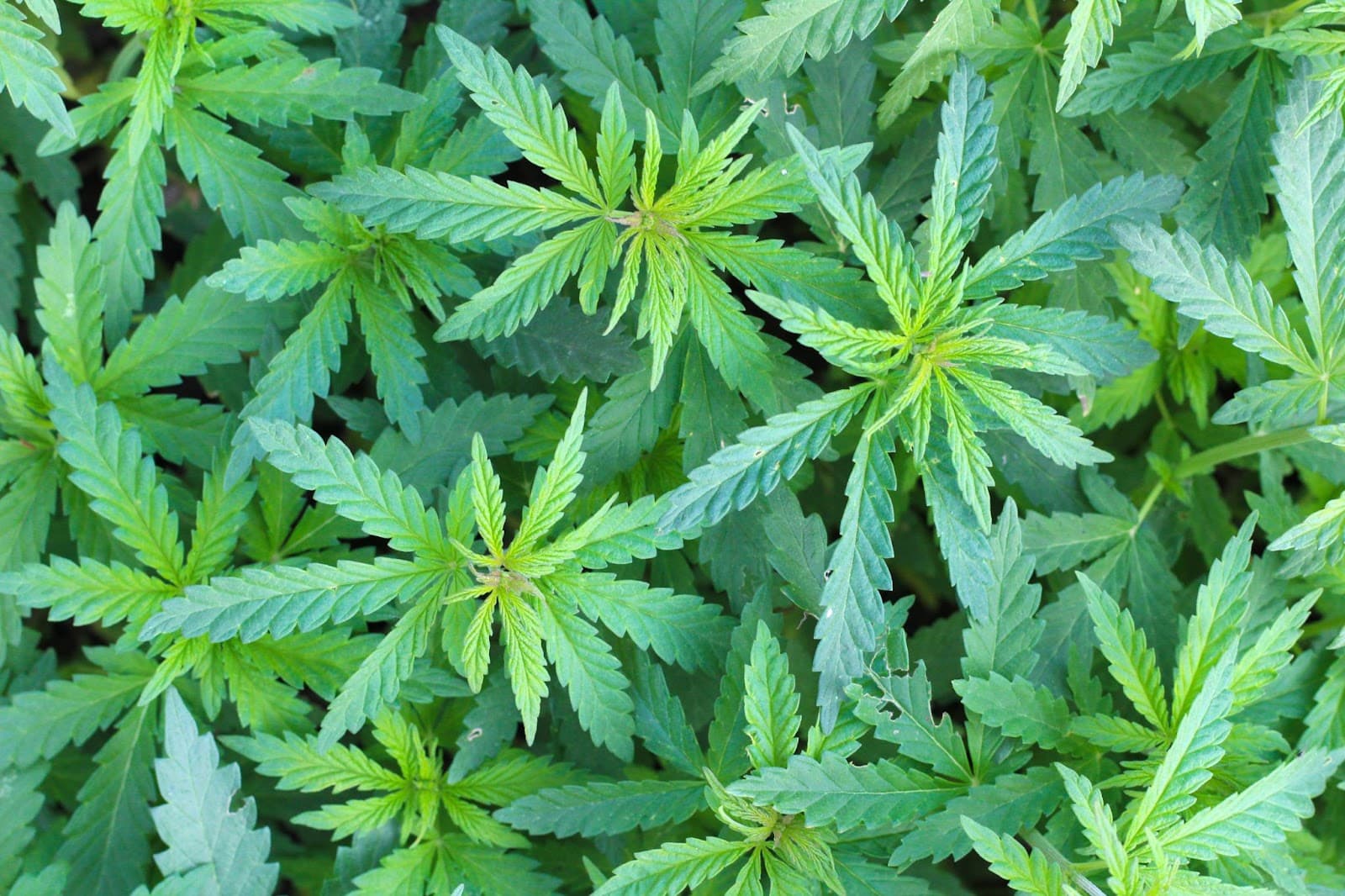cannabis plant branches grow int he vegetative stage
