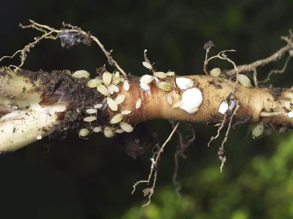 Root aphids on a plant root