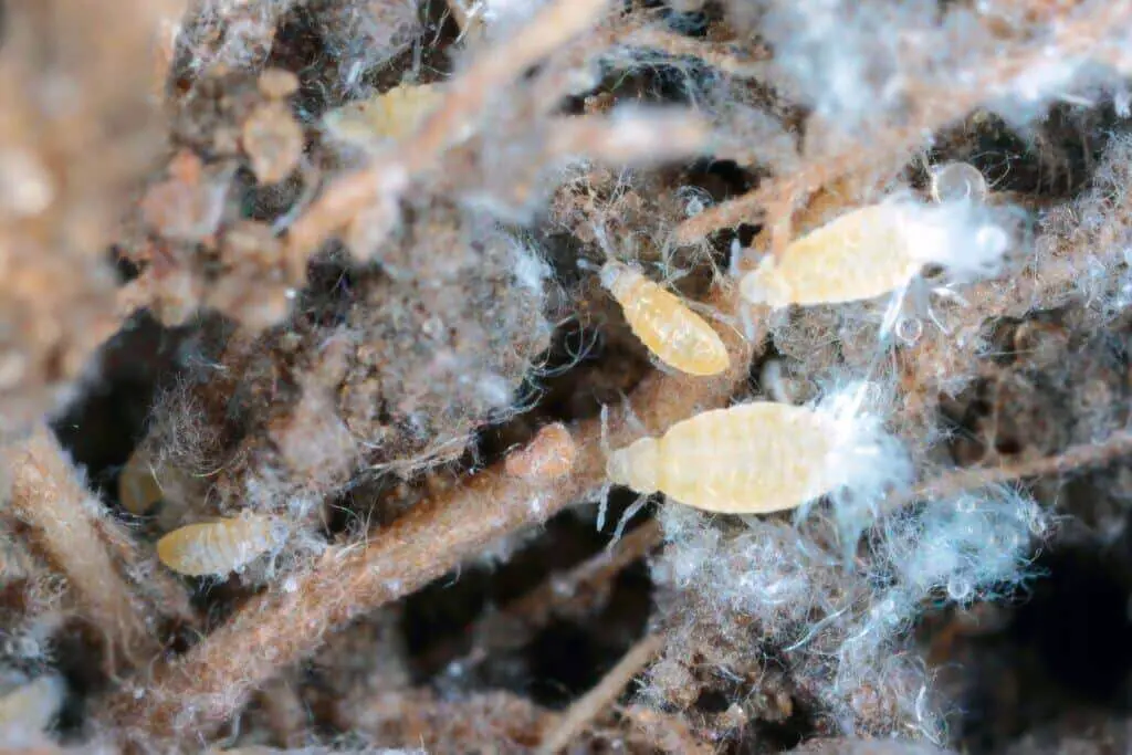 Root aphids colony close up