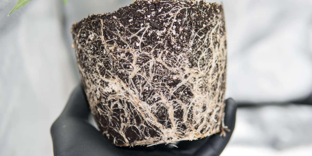 Rootbound roots of the marijuana plant.Hero