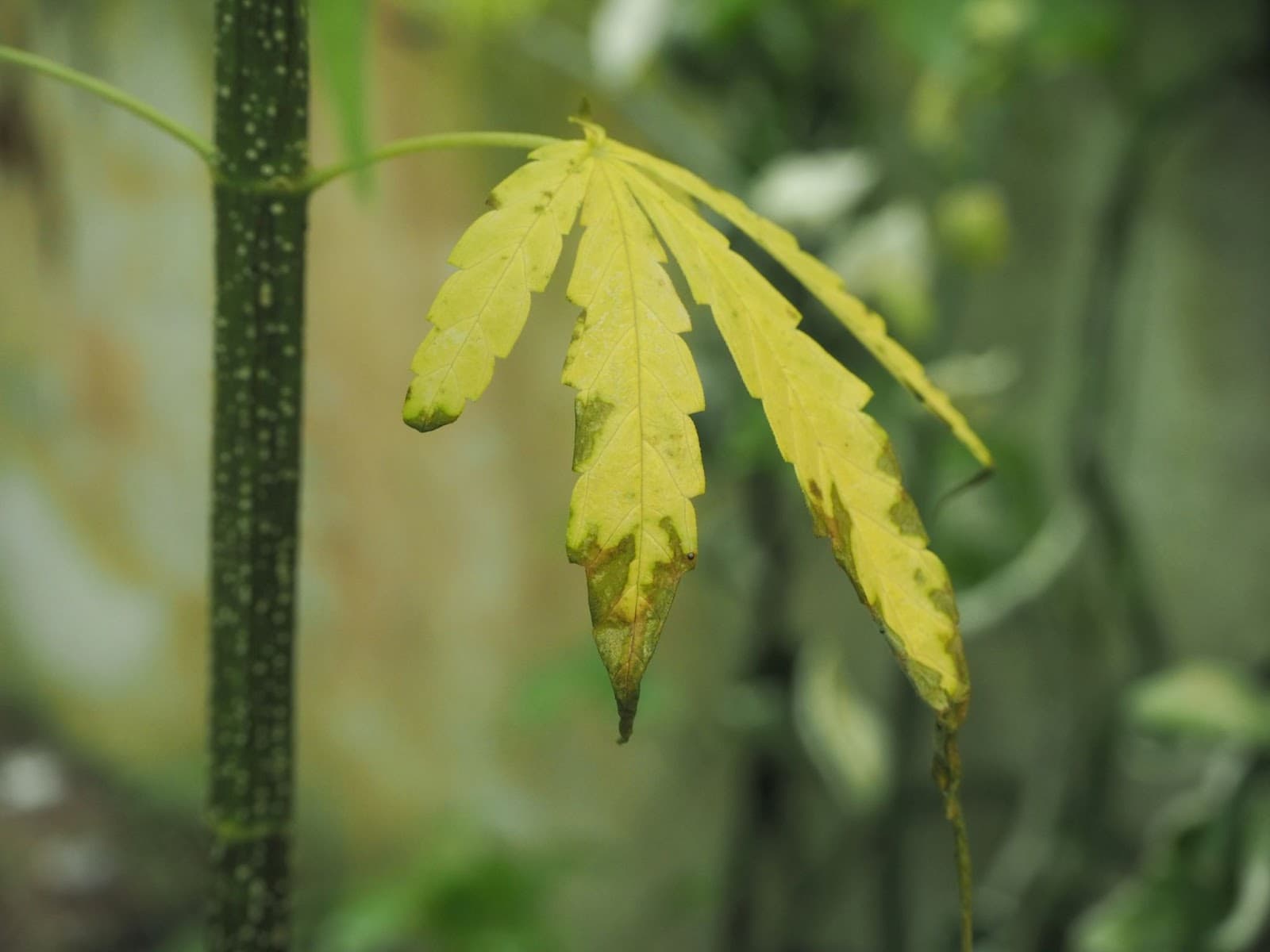 cannabis plants grown in smaller pots with yellow leaves