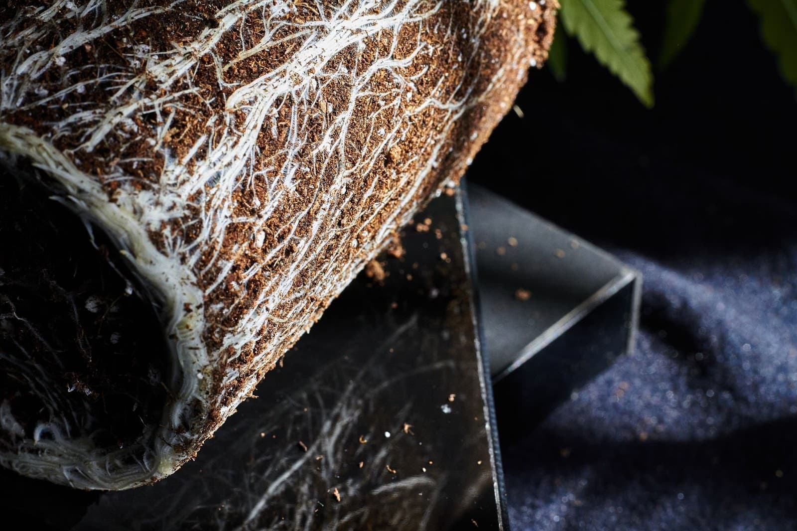 marijuana plant showing white roots with root ball exposed