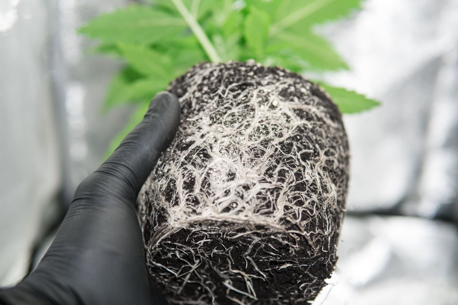 cannabis potted plant showing a few inches of roots spiralling around the pot