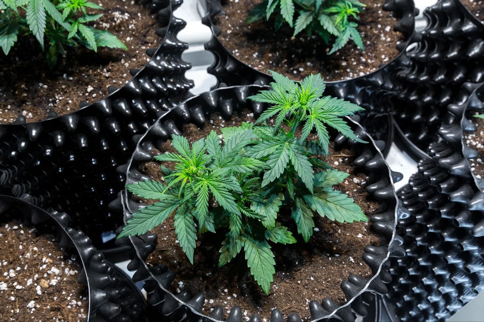 Larger containers for transplanting - air pots