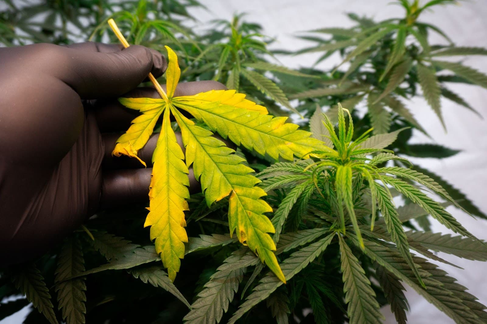 Cannabis plants showing nutrient deficiencies from root binding