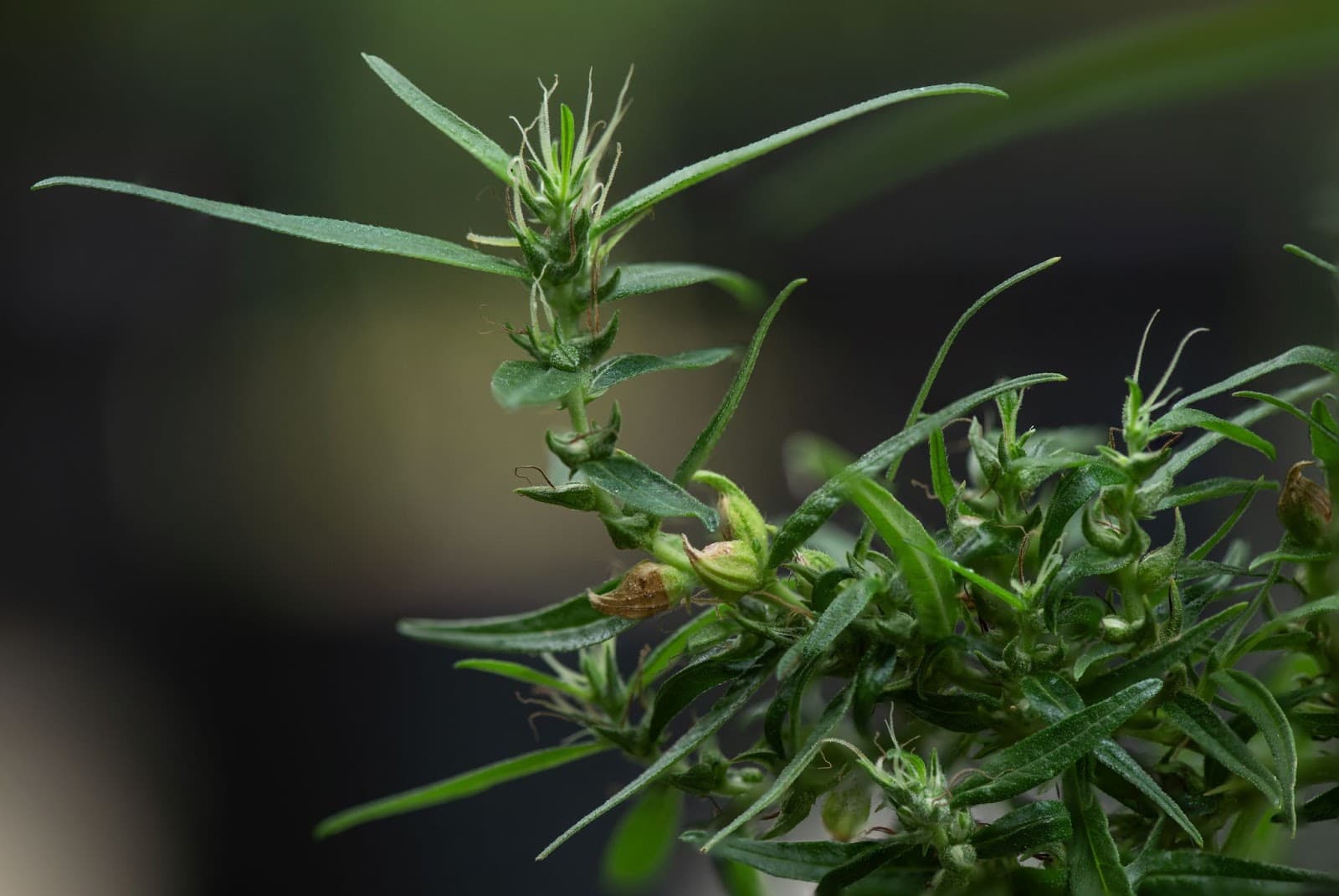 A ruderalis cannabis plant flowering in an outside garden.