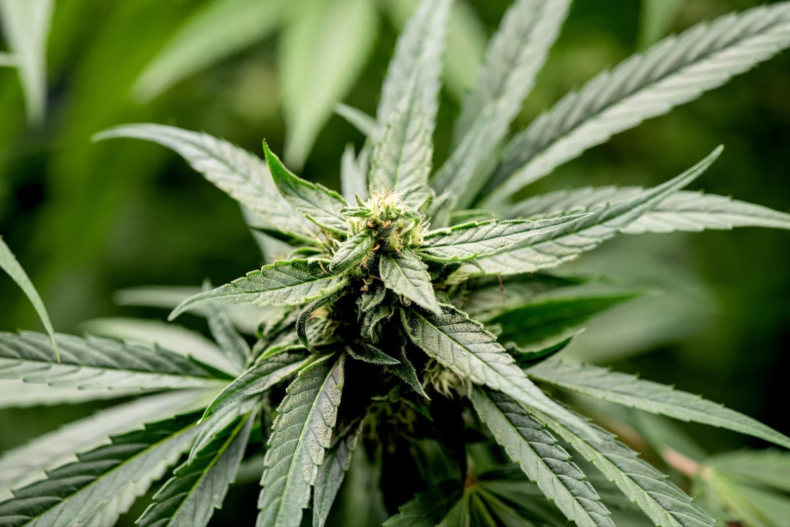 A ruderalis cannabis plant flowering in an indoor garden.