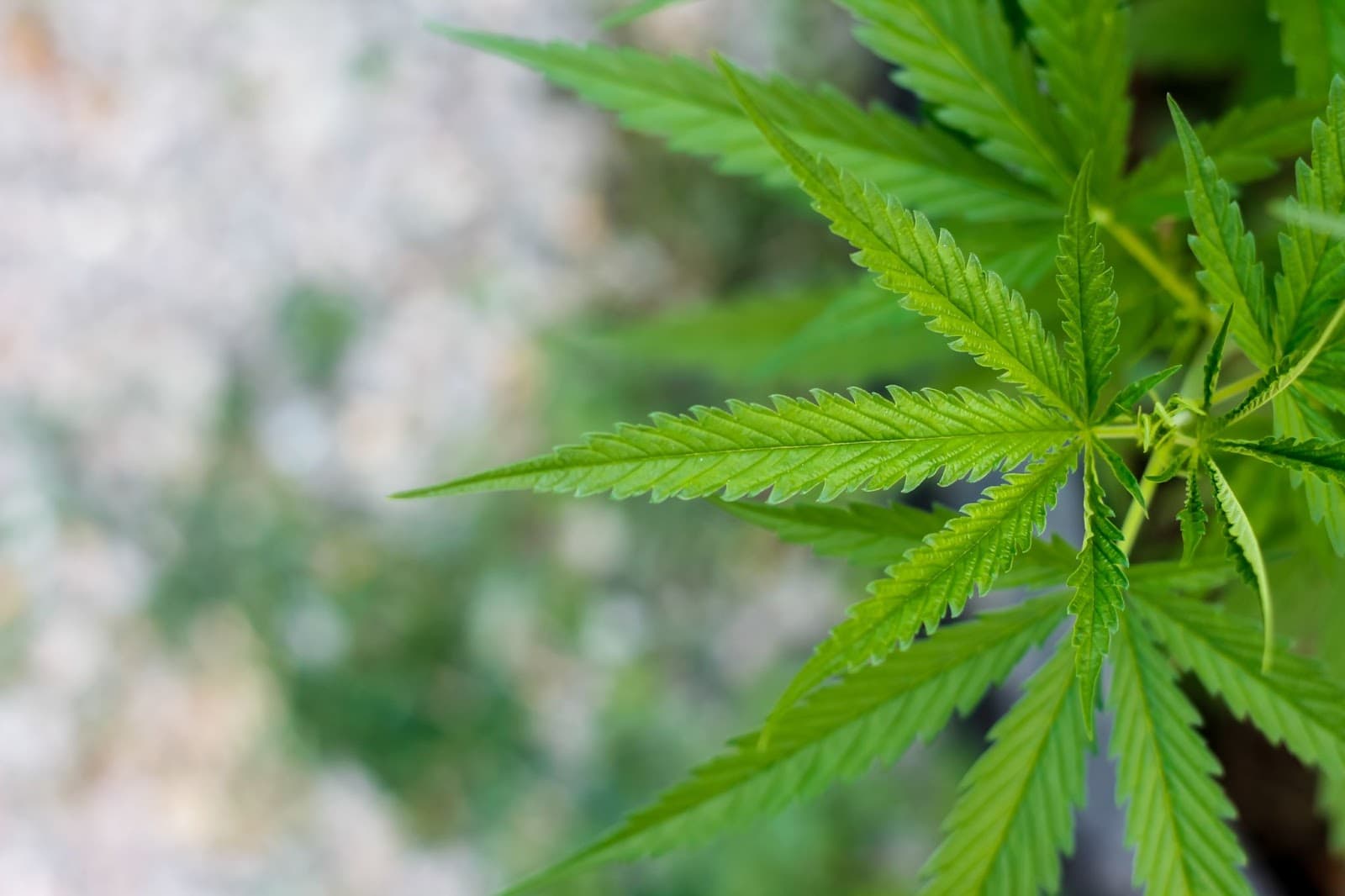 A close up of a ruderalis cannabis plant outside.