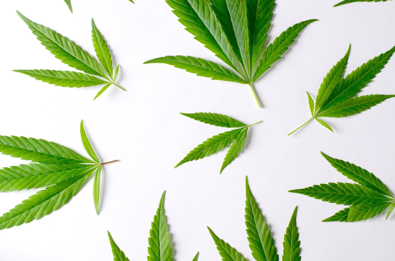 A collection of ruderalis cannabis leaves on a white background.