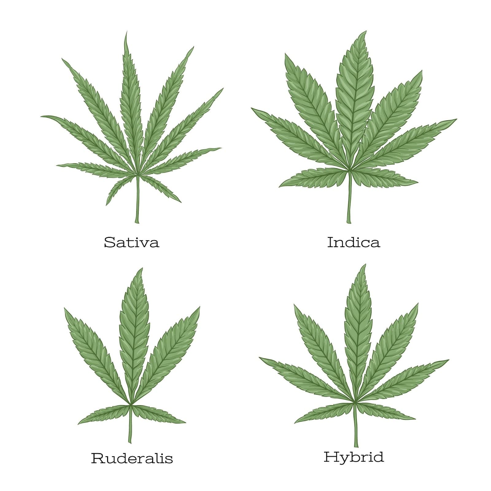 Ruderalis and other cannabis leaf shapes explaining in a comparison image.